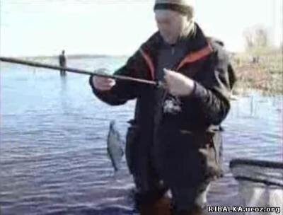 Плотва, лещ на поплавок. Рыбинское водохранилище