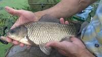 Видео Крупный карась в городском пруду