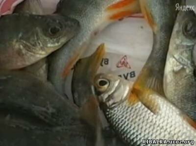 Ловля на мормышку