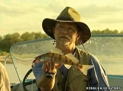 Ловля судака и берша спиннингом